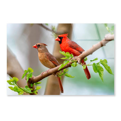 Northern Cardinal Pair in Spring  Acrylic Glass Print Tempered Glass Wall Art 100% Made in Australia Ready to Hang