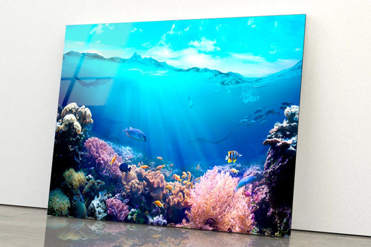 Underwater View of The Coral Reef Acrylic Glass Print Tempered Glass Wall Art 100% Made in Australia Ready to Hang