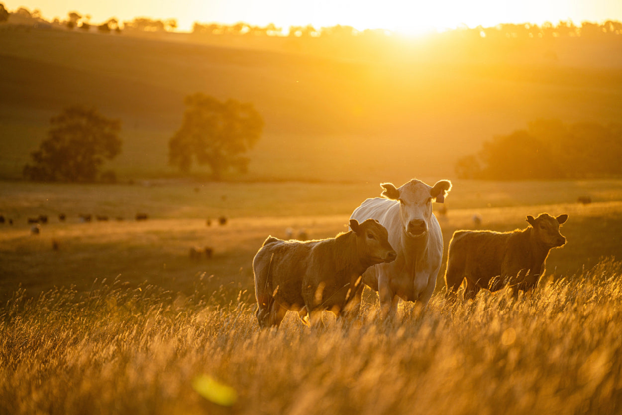 Cattle in Australia Cow in Field Wall Art Decor 100% Australian Made