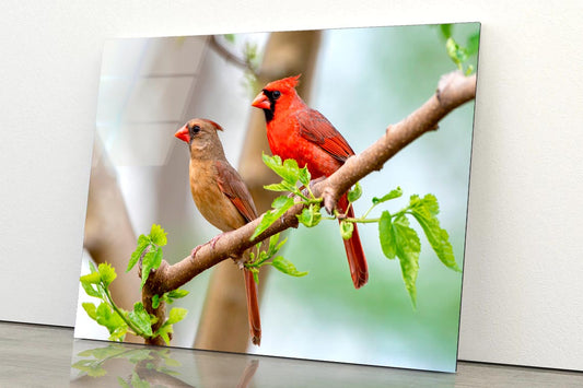 Northern Cardinal Pair in Spring  Acrylic Glass Print Tempered Glass Wall Art 100% Made in Australia Ready to Hang