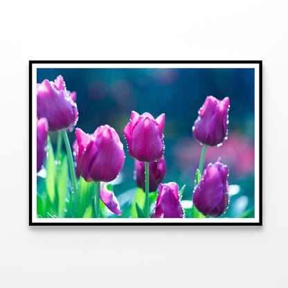 A Group of Lady Tulip Flowers Blooming Home Decor Premium Quality Poster Print Choose Your Sizes