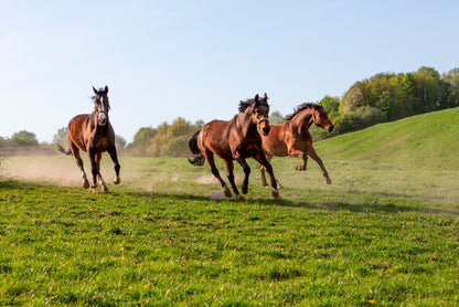 Three Horses at Full Gallop View Home Decor Premium Quality Poster Print Choose Your Sizes