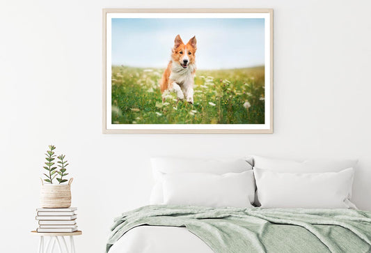 Red Border Collie Dog Running in A Meadow Home Decor Premium Quality Poster Print Choose Your Sizes