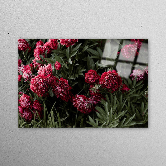 Pink Peony Flower Acrylic Glass Print Tempered Glass Wall Art 100% Made in Australia Ready to Hang