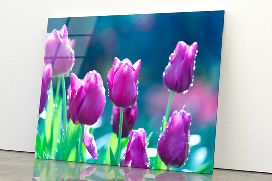 A Group of Lady Tulip Flowers Blooming Acrylic Glass Print Tempered Glass Wall Art 100% Made in Australia Ready to Hang