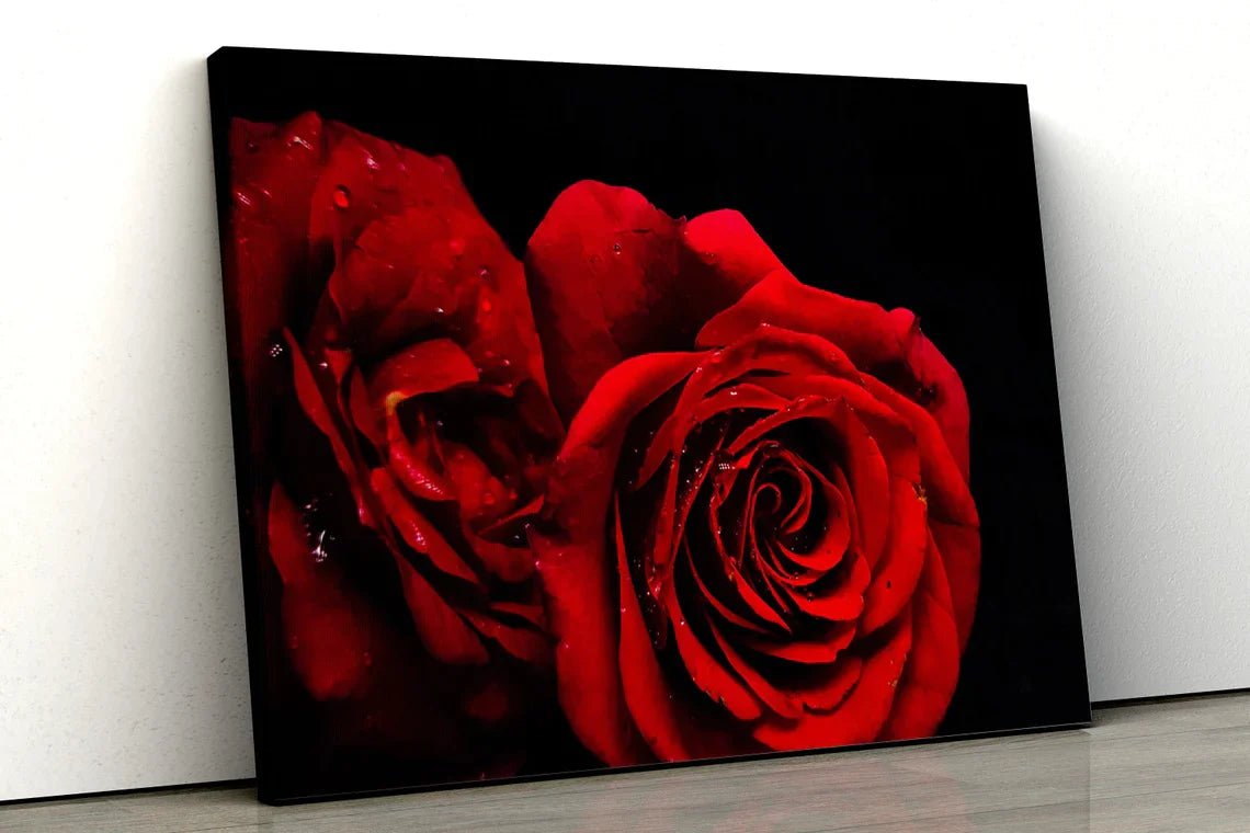 Rose Flowers Closeup UV Direct Aluminum Print Australian Made Quality