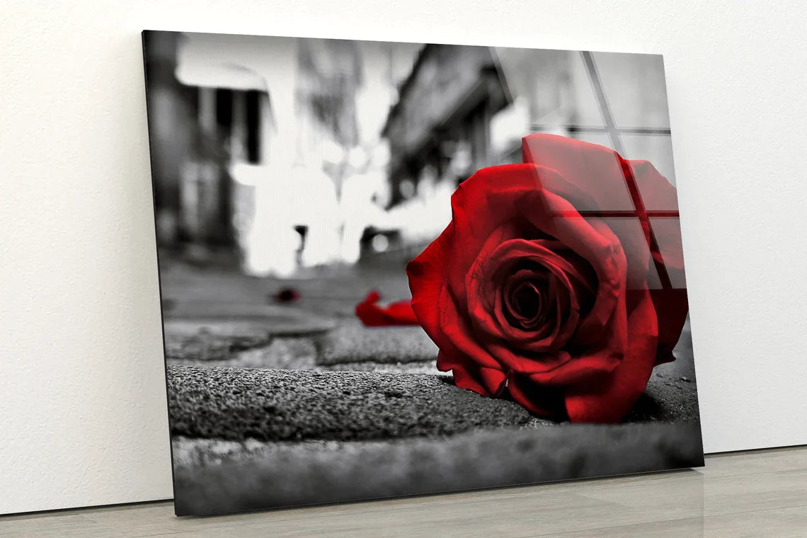 Rose Flower B&W View UV Direct Aluminum Print Australian Made Quality