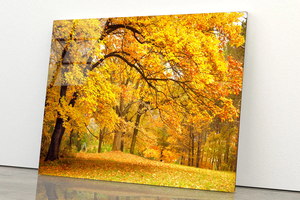 Gold Trees in a Park in autumn Acrylic Glass Print Tempered Glass Wall Art 100% Made in Australia Ready to Hang