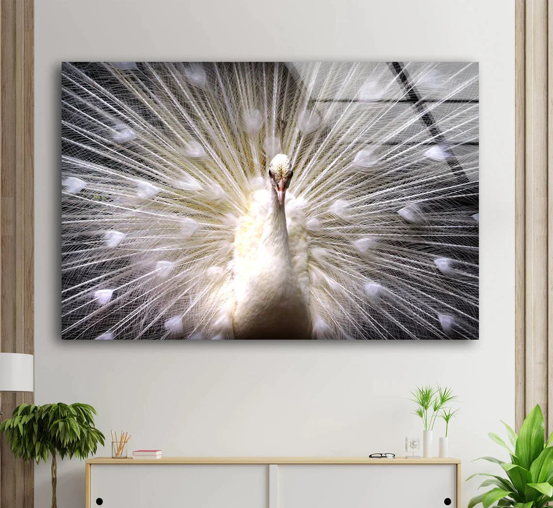 White Peacock Bird UV Direct Aluminum Print Australian Made Quality