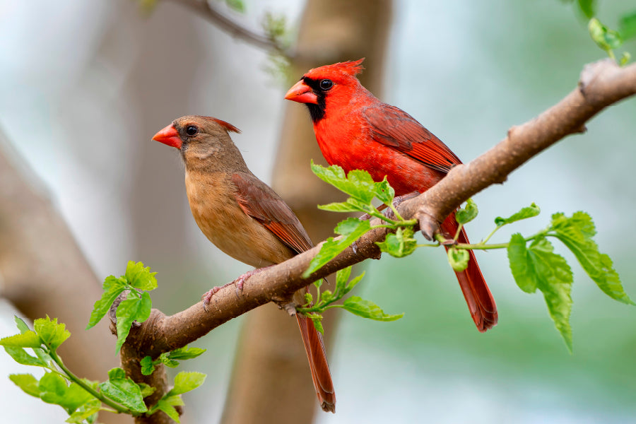 Northern Cardinal Pair in Spring  Acrylic Glass Print Tempered Glass Wall Art 100% Made in Australia Ready to Hang