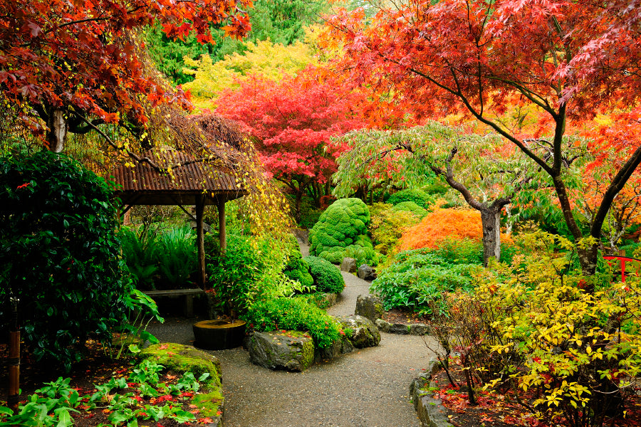 Autumnal Japanese Garden in Victoria Acrylic Glass Print Tempered Glass Wall Art 100% Made in Australia Ready to Hang