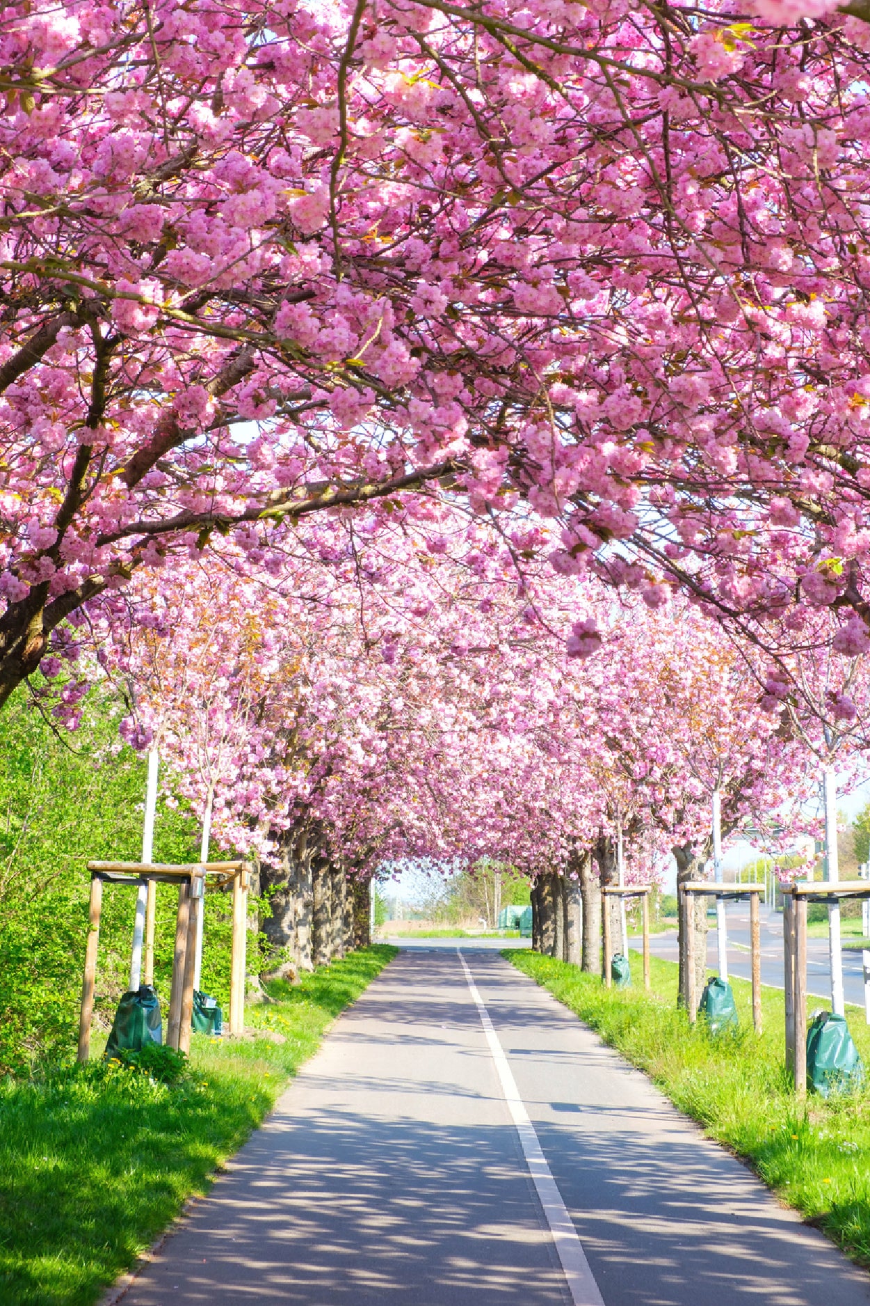 Blooming Pink Cherry Trees Spring Glass Framed Wall Art, Ready to Hang Quality Print