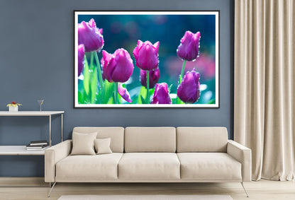 A Group of Lady Tulip Flowers Blooming Home Decor Premium Quality Poster Print Choose Your Sizes