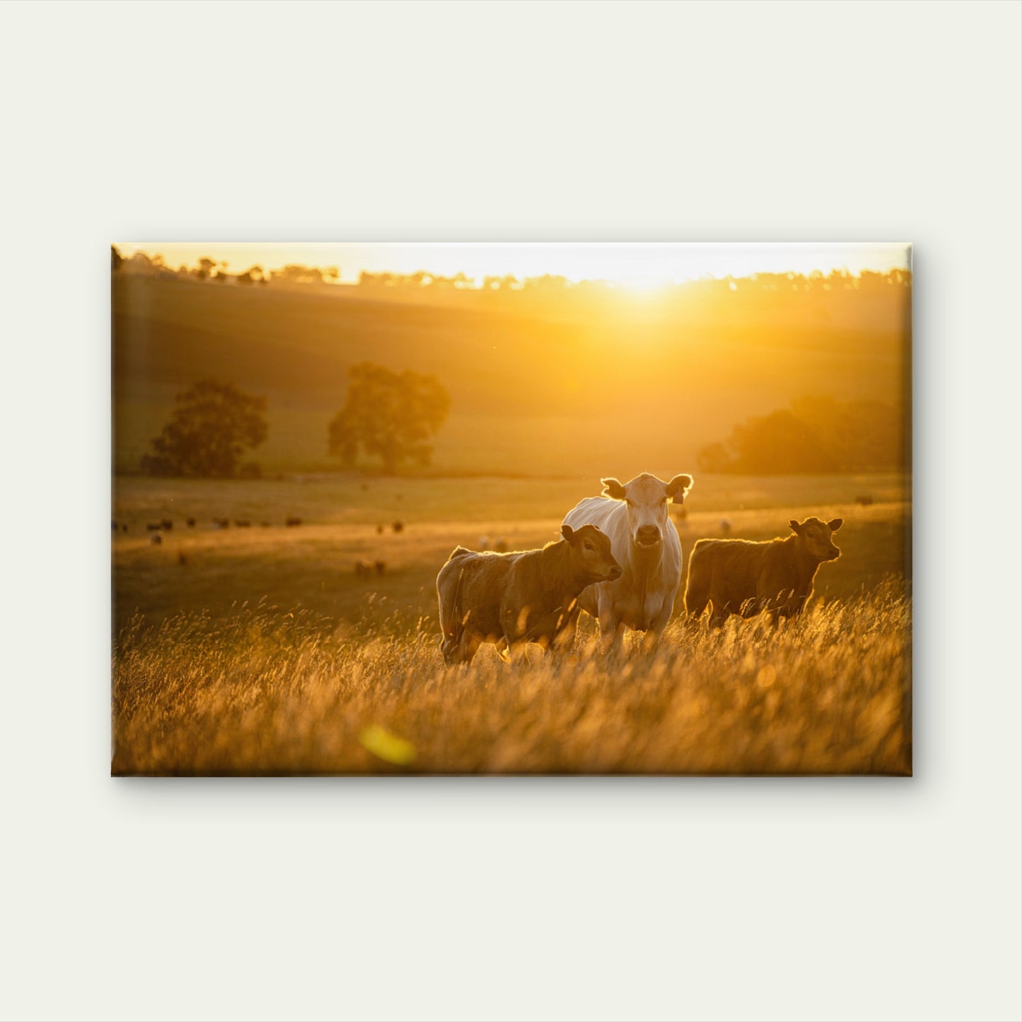 Cattle in Australia Cow in Field Wall Art Decor 100% Australian Made