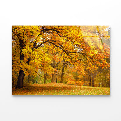 Gold Trees in a Park in autumn Acrylic Glass Print Tempered Glass Wall Art 100% Made in Australia Ready to Hang