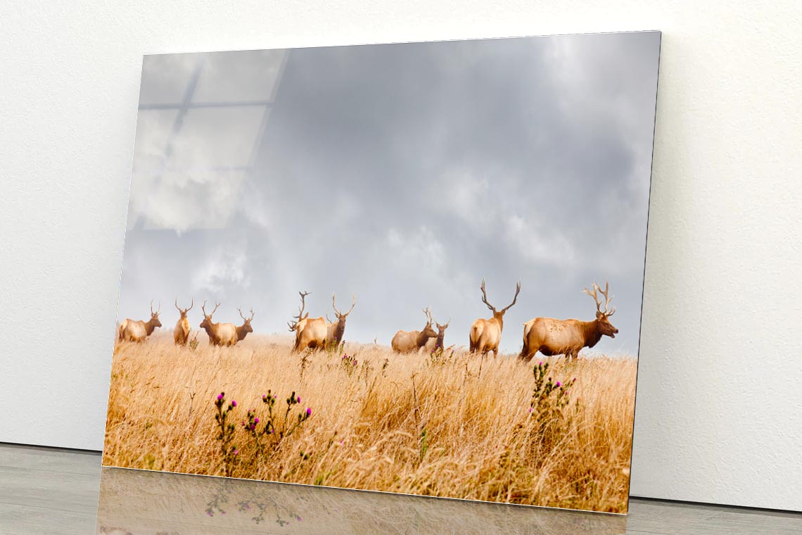 Herd of Wild Bull Elk with Antlers in California Acrylic Glass Print Tempered Glass Wall Art 100% Made in Australia Ready to Hang