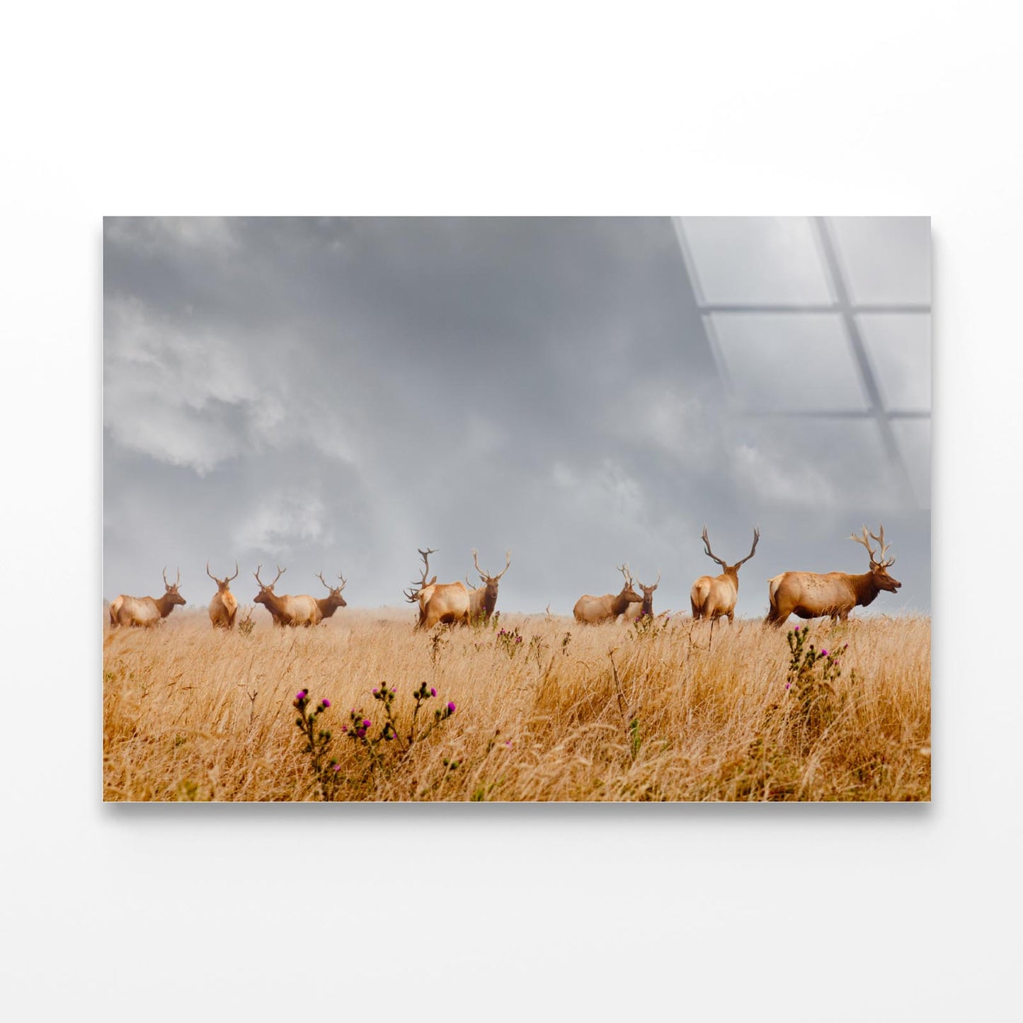 Herd of Wild Bull Elk with Antlers in California Acrylic Glass Print Tempered Glass Wall Art 100% Made in Australia Ready to Hang