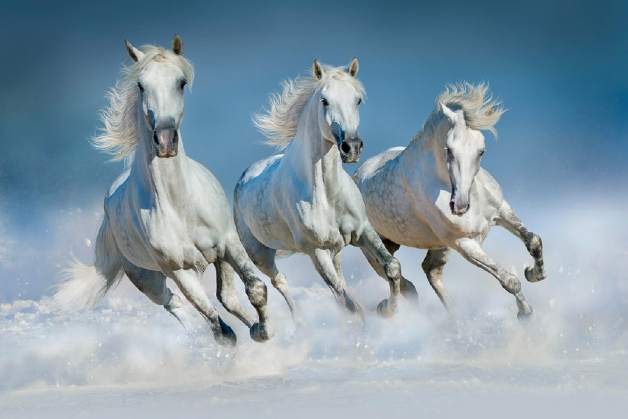 Horses Run Gallop In Snow Winter Glass Framed Wall Art, Ready to Hang Quality Print