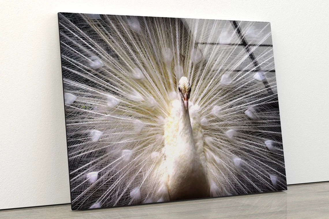 White Peacock Bird UV Direct Aluminum Print Australian Made Quality