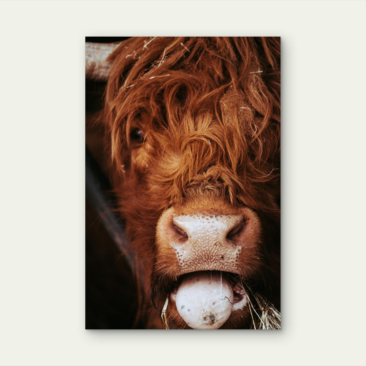 Close Up Photograph Of A Scottish Highland Cow 40x60cm Metal Print Ready to Hang