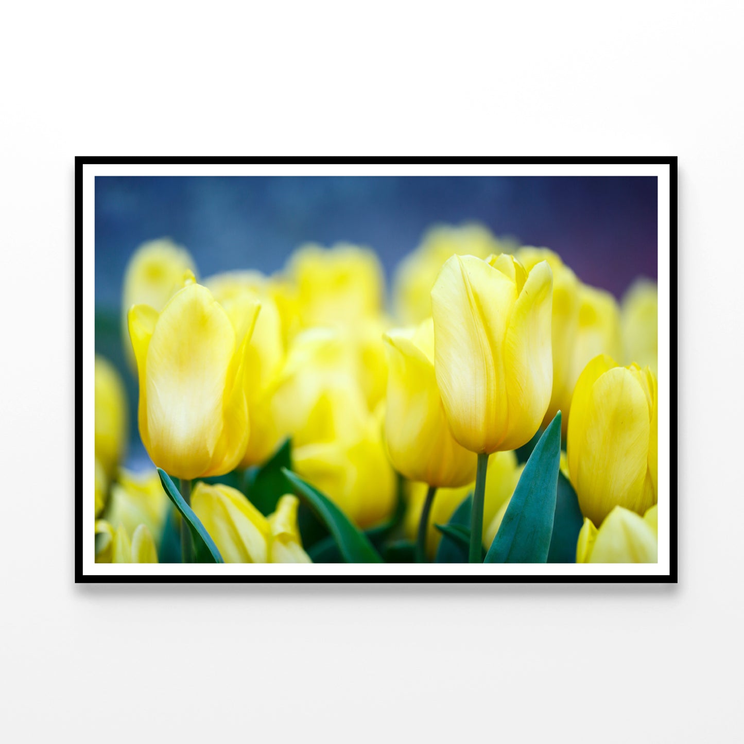 A Group of Yellow Flowers Known As Lady Tulips Home Decor Premium Quality Poster Print Choose Your Sizes