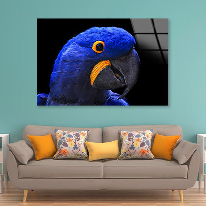 Close-Up Of a Parrot Head with Black Background Acrylic Glass Print Tempered Glass Wall Art 100% Made in Australia Ready to Hang