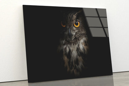 Eurasian Eagle - Owl with Black Acrylic Glass Print Tempered Glass Wall Art 100% Made in Australia Ready to Hang