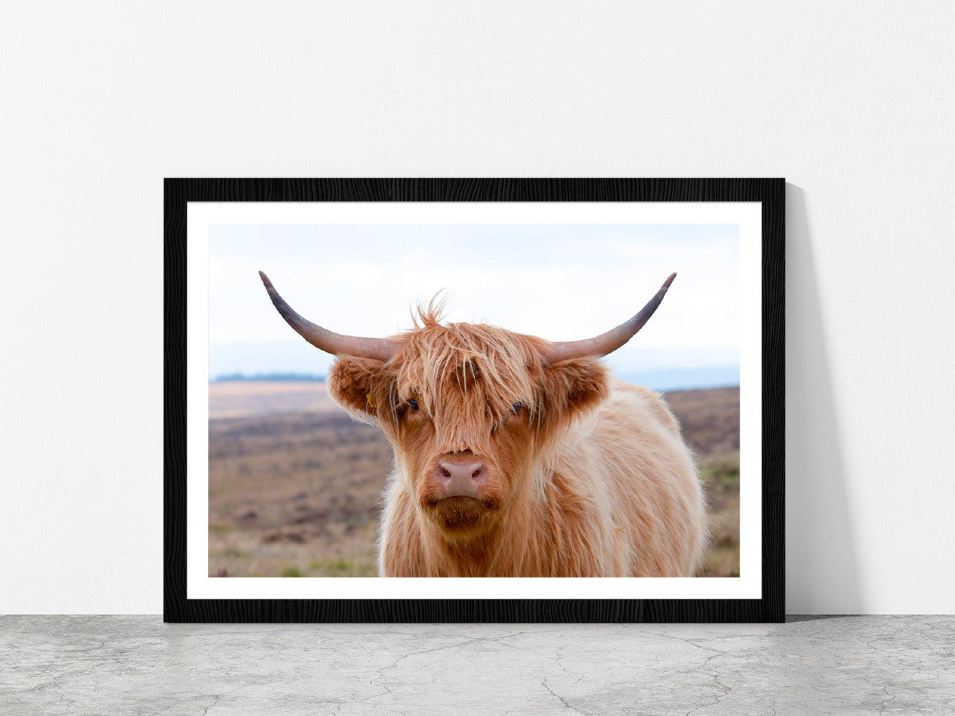 Highland Cow At The Road Glass Framed Wall Art, Ready to Hang Quality Print With White Border Black