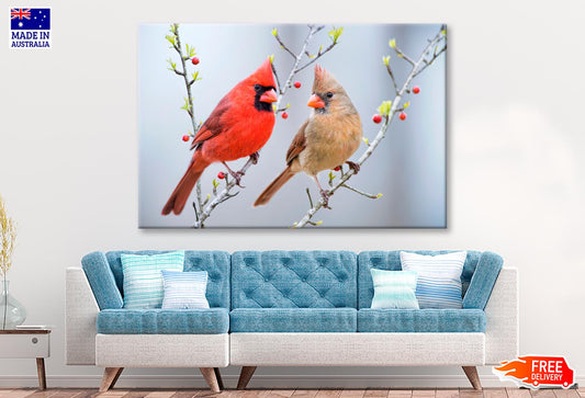 Red Bird or Northern Cardinal Mates Perched on Holly Branches  Wall Art Decor 100% Australian Made