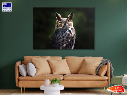 South American Great Horned Owl Close up View Print 100% Australian Made