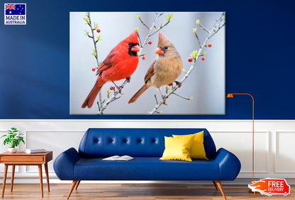 Red Bird or Northern Cardinal Mates Perched on Holly Branches  Wall Art Decor 100% Australian Made