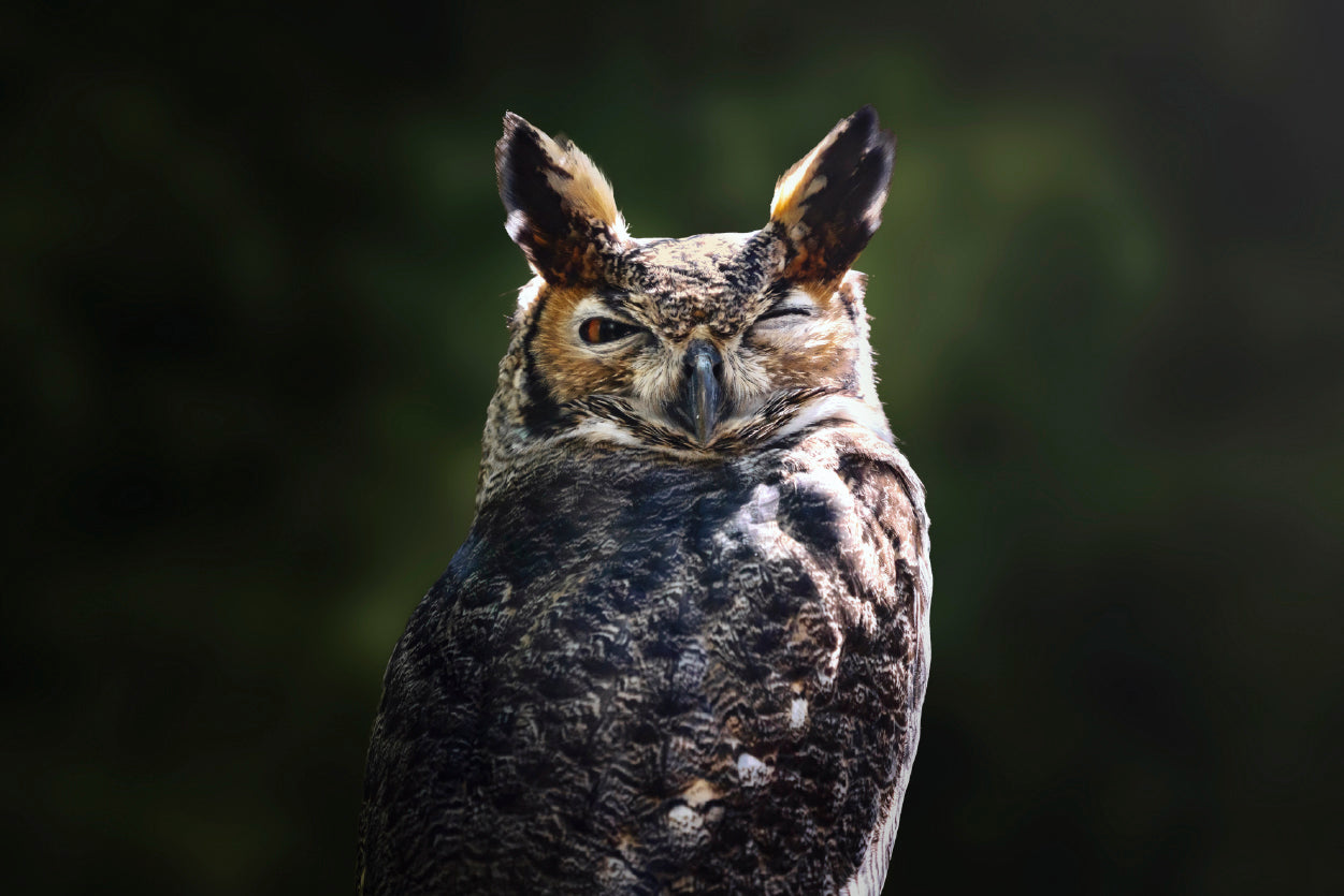 South American Great Horned Owl Close up View Print 100% Australian Made