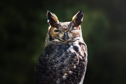 South American Great Horned Owl Close up View Print 100% Australian Made