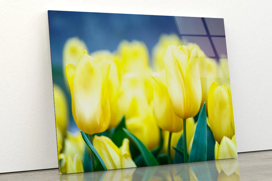 A Group of Yellow Flowers Known As Lady Tulips Acrylic Glass Print Tempered Glass Wall Art 100% Made in Australia Ready to Hang