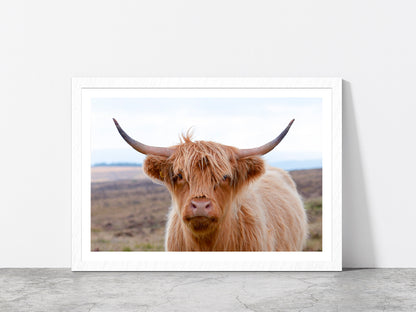 Highland Cow At The Road Glass Framed Wall Art, Ready to Hang Quality Print With White Border White