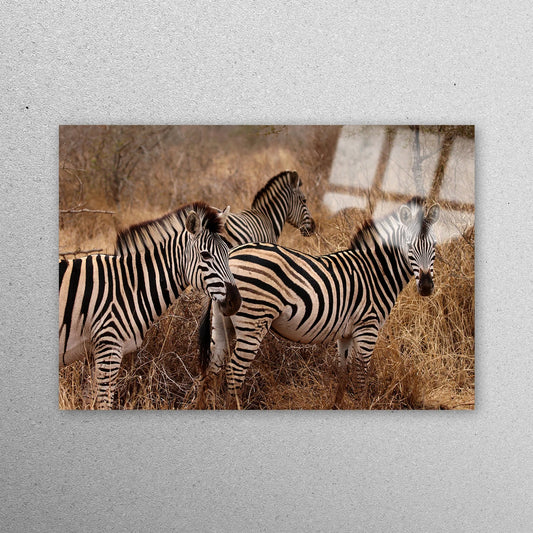 Three Zebra Wall Art Acrylic Glass Print Tempered Glass Wall Art 100% Made in Australia Ready to Hang