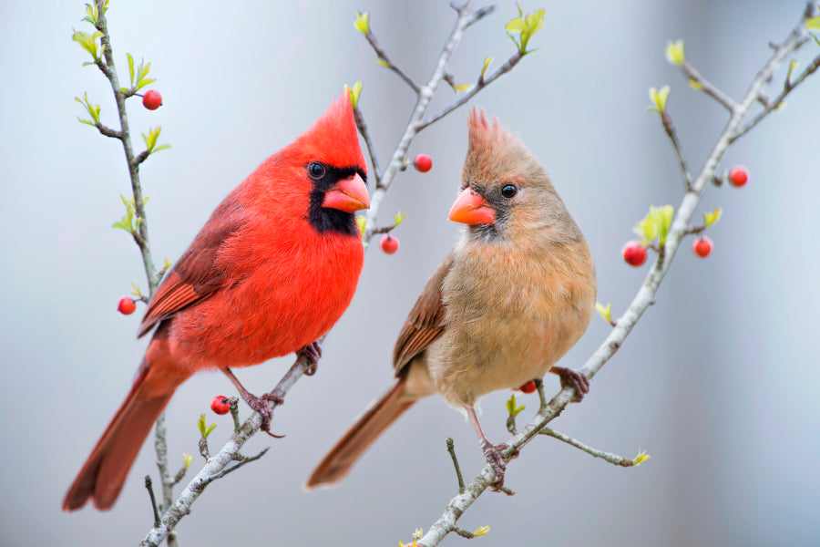 Red Bird or Northern Cardinal Mates Perched on Holly Branches Home Decor Premium Quality Poster Print Choose Your Sizes