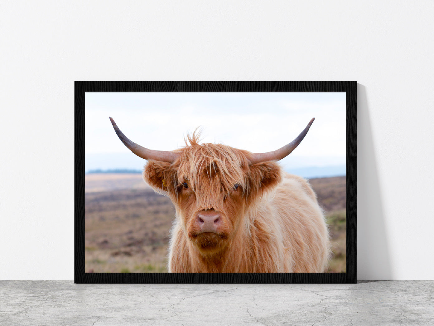 Highland Cow At The Road Glass Framed Wall Art, Ready to Hang Quality Print Without White Border Black