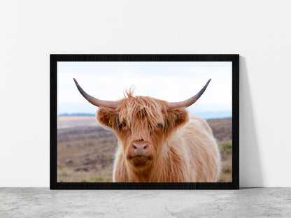 Highland Cow At The Road Glass Framed Wall Art, Ready to Hang Quality Print Without White Border Black