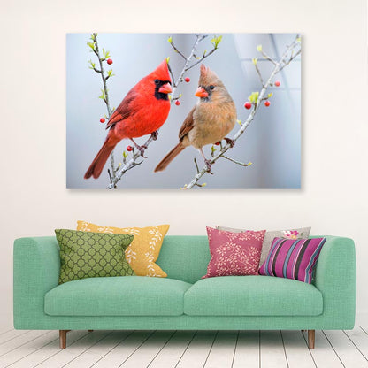 Red Bird or Northern Cardinal Mates Perched on Holly Branches  Acrylic Glass Print Tempered Glass Wall Art 100% Made in Australia Ready to Hang