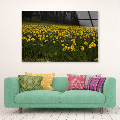 A Field Of Yellow Flowers in a Meadow during spring Acrylic Glass Print Tempered Glass Wall Art 100% Made in Australia Ready to Hang