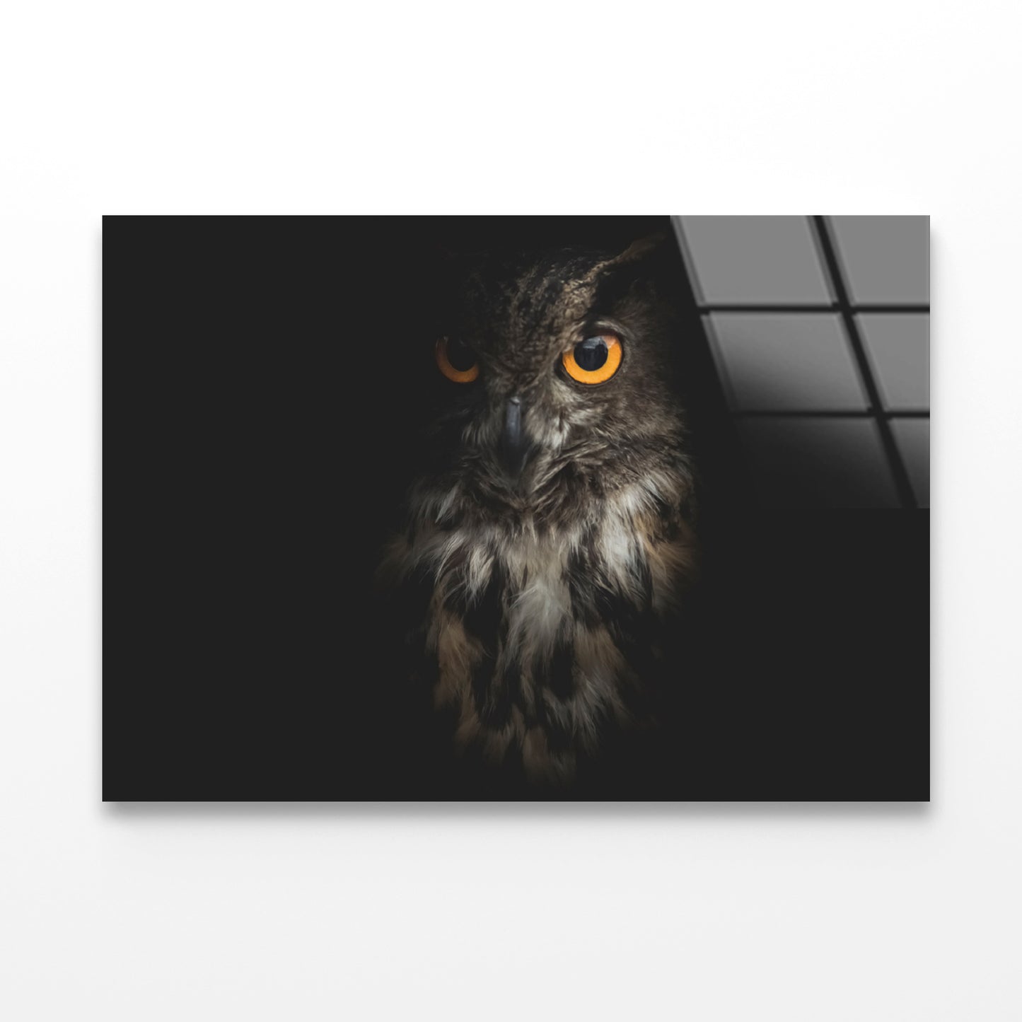 Eurasian Eagle - Owl with Black Acrylic Glass Print Tempered Glass Wall Art 100% Made in Australia Ready to Hang