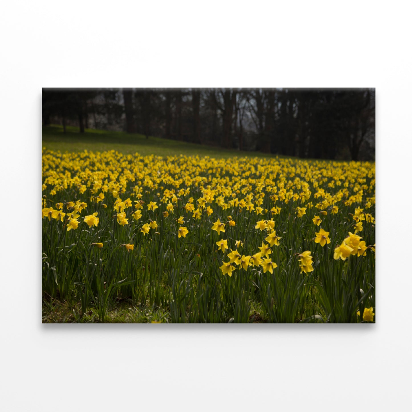 A Field Of Yellow Flowers in a Meadow during spring Print 100% Australian Made