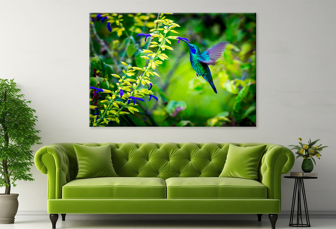 Green Violet Hummingbird Mexico  Wall Art Decor 100% Australian Made