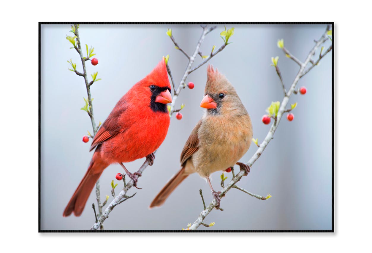 Red Bird or Northern Cardinal Mates Perched on Holly Branches Home Decor Premium Quality Poster Print Choose Your Sizes