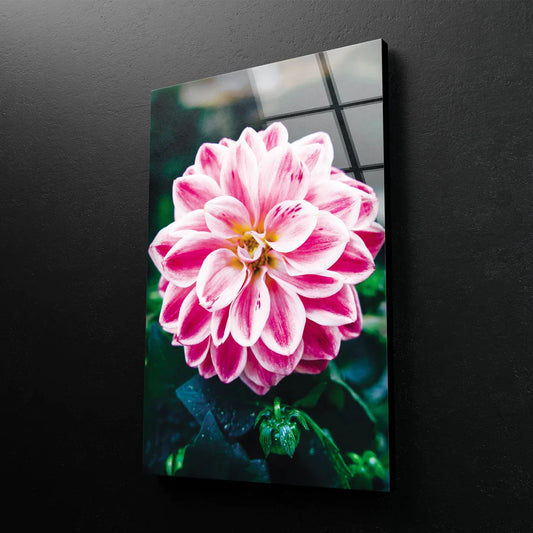 Pink Flower Closeup UV Direct Aluminum Print Australian Made Quality