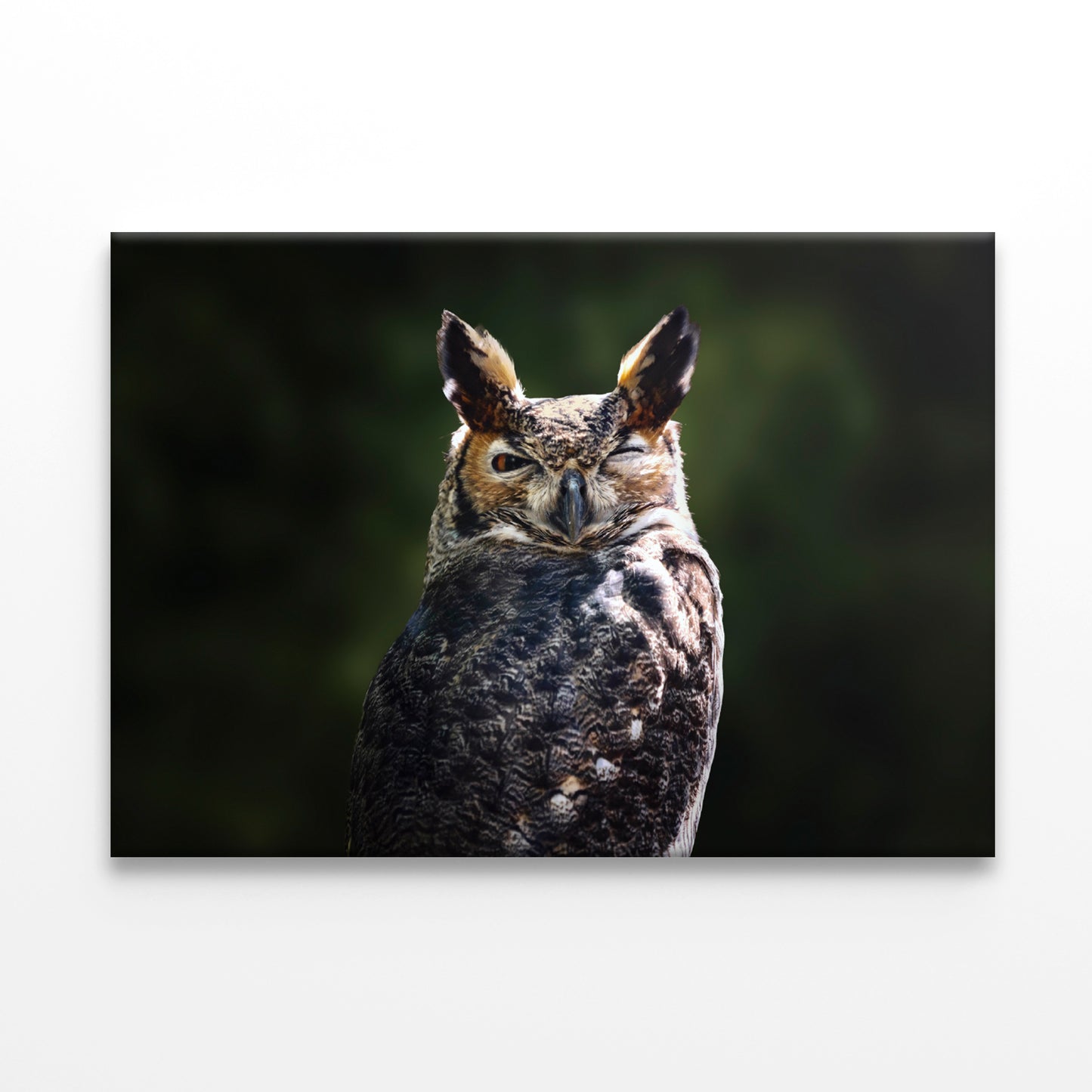South American Great Horned Owl Close up View Print 100% Australian Made