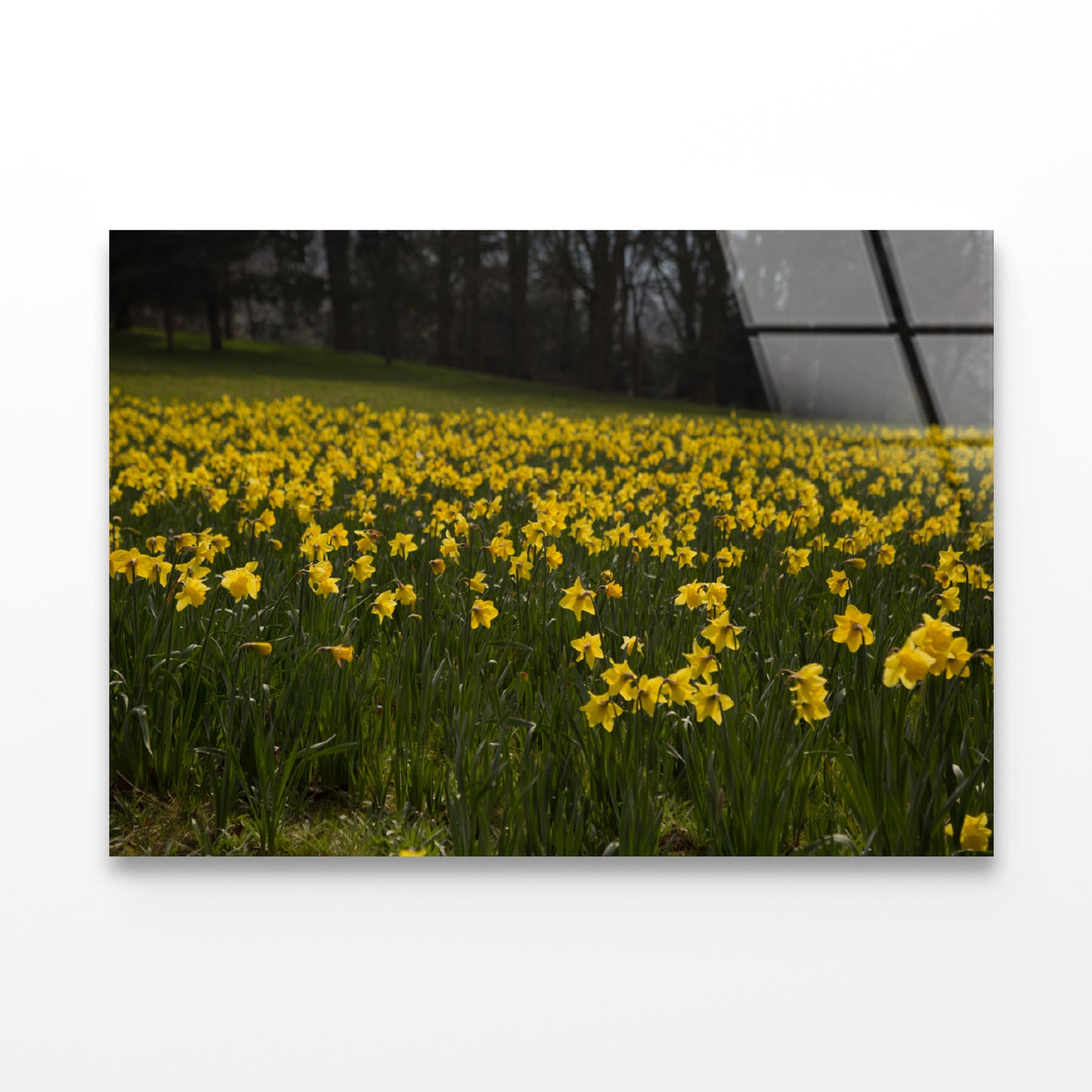 A Field Of Yellow Flowers in a Meadow during spring Acrylic Glass Print Tempered Glass Wall Art 100% Made in Australia Ready to Hang