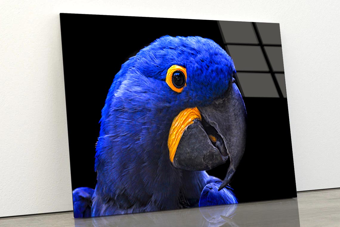 Close-Up Of a Parrot Head with Black Background Acrylic Glass Print Tempered Glass Wall Art 100% Made in Australia Ready to Hang