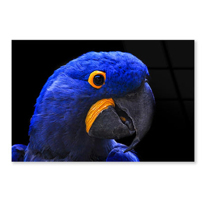 Close-Up Of a Parrot Head with Black Background Acrylic Glass Print Tempered Glass Wall Art 100% Made in Australia Ready to Hang